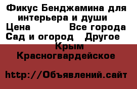 Фикус Бенджамина для интерьера и души › Цена ­ 2 900 - Все города Сад и огород » Другое   . Крым,Красногвардейское